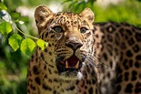 Leopard Foto & Bild | tiere, zoo, wildpark & falknerei, säugetiere ...