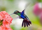Kolibri - Bilder und Stockfotos - iStock