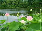 100+ hình nền hoa sen cho ip - hinhanhsieudep.net