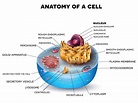 Biological Cell Introduction - Biology Online Tutorial