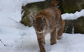 Définition | Lynx européen - Lynx boréal - Loup cervier - Lynx lynx ...