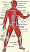 an image of the muscles and their major functions in a human body, with ...