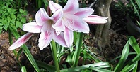 Lilies of the field: Crinum an overlooked but hardy bloom