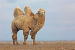 Habitat Do Camelo: Onde Eles Vivem? | Mundo Ecologia