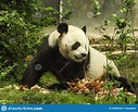 Panda bear in captivity stock photo. Image of asia, species - 249692542