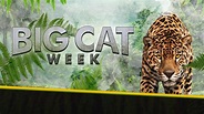Big Cat Week | Apple TV