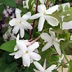 Jasminum officinale Superior Quality Climbers - thorncroftclematis.co.uk