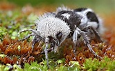 The Panda Ant (Euspinolia militaris)