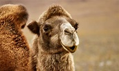 Camelos: características, alimentação e reprodução - Escola Kids