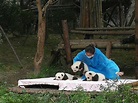去四川成都的「成都大熊猫繁育研究基地」有哪些实用的攻略和好的建议？ - 知乎