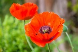 Roter Mohn Foto & Bild | pflanzen, pilze & flechten, blüten ...