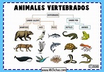 Los Animales Vertebrados | Clasificación y Tipos de Vertebrados
