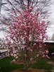 Magnoliales order / Magnoliaceae family - The HUDSON RIVER PARK Companion