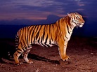 wallpapers: Bengal Tiger Wallpapers