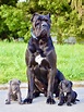 43+ Best Cane Corso Breeders In Italy Picture - Bleumoonproductions