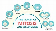 Stages of Mitosis - Biology Review (Video & FAQ)