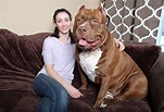 Les plus grands chiens du monde. - ChezMaya