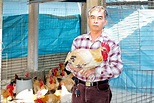 【流行消費】台灣土雞促銷 加送創意食譜 - 自由娛樂