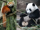 Red Panda next to Giant Panda! | Red panda, Panda, Blog photography