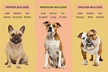 A Guide to the 3 Types of Bulldogs for Fans of Those Wrinkly Faces ...