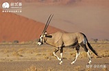 多图预警 | 非洲羚羊大选美——力量、犄角与速度