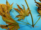 Japanese maple leaf scorch??? – PlantDOC