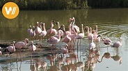 Flamingos | Unsere Tierwelt (Kurze Tierdokumentation) - YouTube