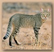 African wildcat [Felis silvestris lybica] has a slim, lithe build ...