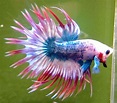 Betta Fish: Characteristics, types, care and more...