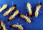 Are those termites or flying ants? - Happy Homeowners.