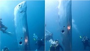 台灣首次拍攝到「活體地震魚」！2公尺體長超震撼 | 生活 | 三立新聞網 SETN.COM