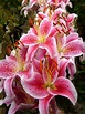 HD wallpaper: pink oriental lily flowers in closeup photo, Lilies, Lily ...