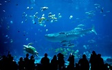 Top 10 Biggest Aquariums in The World - 2022
