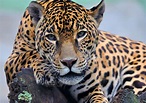 Jaguar HD Wallpaper | Background Image | 1920x1357 | ID:382539 ...
