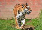 Königstiger (Panthera tigris tigris) Foto & Bild | natur, zoo, tiere ...