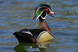 Drake Wood Duck Photograph by Laurie Lobbregt - Fine Art America