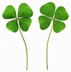 Four-leaf Clovers (trifolium Sp.) Photograph by Gustoimages/science ...