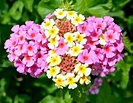 La lantana: ficha técnica | Plantas