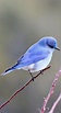 A cute little blue bird - About Wild Animals