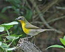 Pictures and information on Yellow-breasted Chat