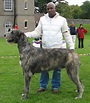 English Wolfhound Pictures