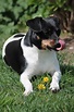 Parson russell terrier, cuidados, comportamiento y características