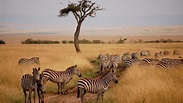 角马为什么是非洲草原上数量最多的食草动物？