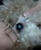 寵物狗眼睛裏有白東西，不一定就是白內障 - 每日頭條