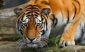 HD Bengal Tiger Background | PixelsTalk.Net