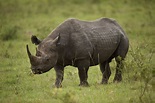 Rhinoceros - Facts and Beyond | Biology Dictionary