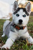 Husky Puppy Pictures | Download Free Images on Unsplash
