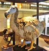 The extinct dodo bird was a large flightless creature that lived on the ...