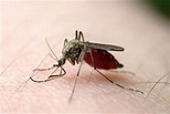 世界最大蚊子是什么 华丽巨蚊（身长4厘米颜色鲜艳）_探秘志