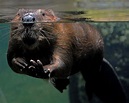 How Big Do Beavers Grow? – North American Nature